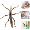 thumbnail image 5 of Plastic Stick Insect Toy Funny Kids Plaything Household Learning Toy Children Supply, 5 of 5