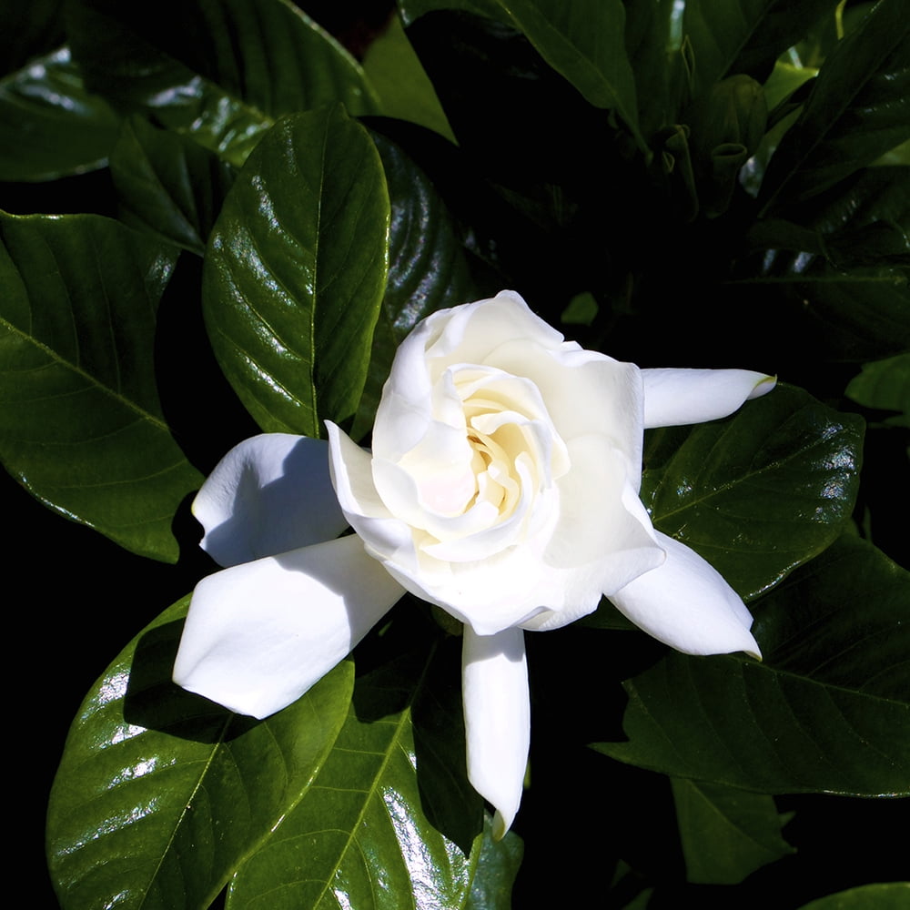 Expert Gardener Outdoor Live Gardenia 2.25 gal pot