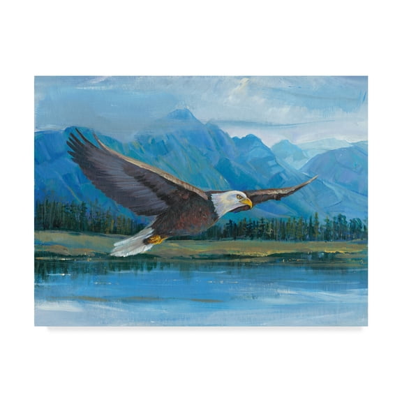 Trademark Fine Art 'Eagle Soaring Photography' Canvas Art by Tim OToole