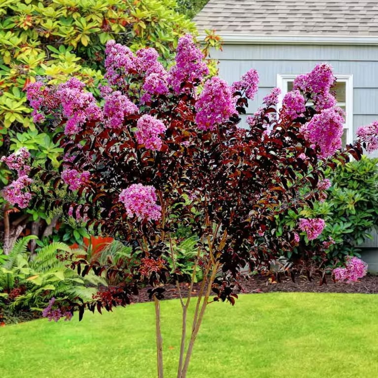 Garden Debut 1.5- 2 ft tall Thunderstruck Lavender Skies Crape