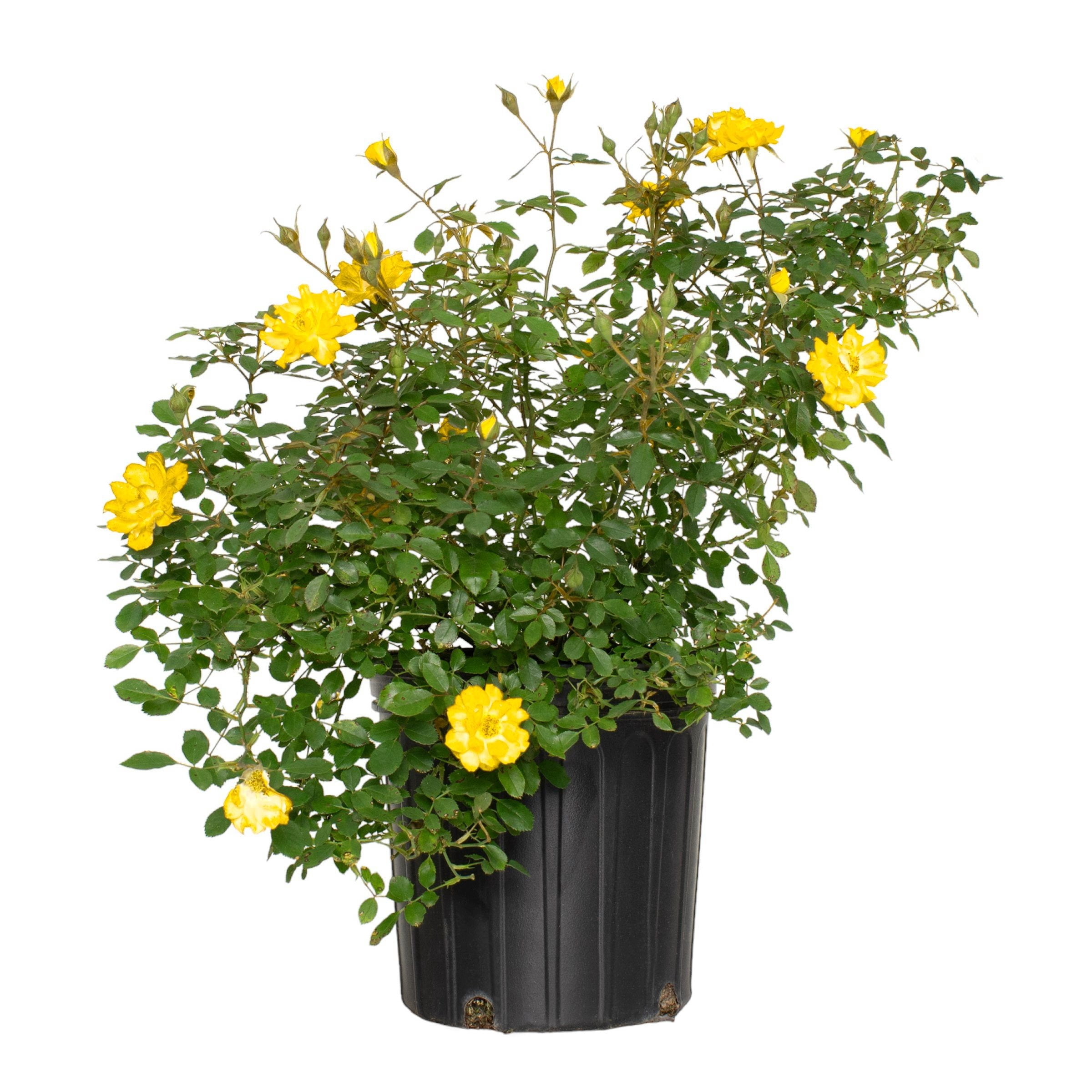 2 gal Live Rose Yellow Mini Flora with Yellow Flowers