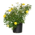 thumbnail image 2 of 2 gal Live Rose Yellow Mini Flora with Yellow Flowers, 2 of 8