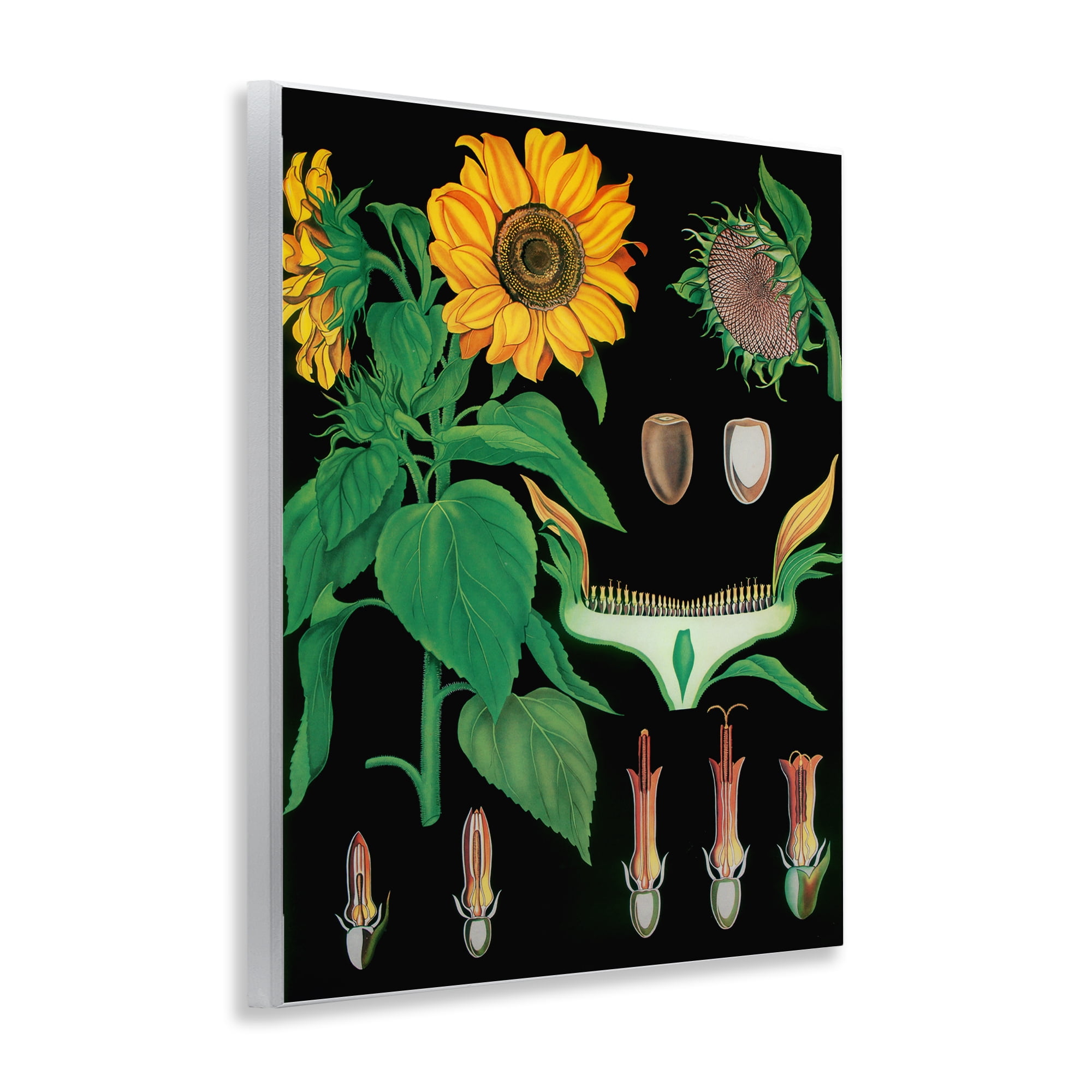 Stupell Industries Sunflower Bulb Illustrations Wall Plaque Art, design by Vintage Hustle
