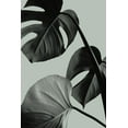 thumbnail image 2 of 1x Studio III 13x18 White Modern Wood Framed Museum Art Print Titled - Monstera Teal 07, 2 of 4