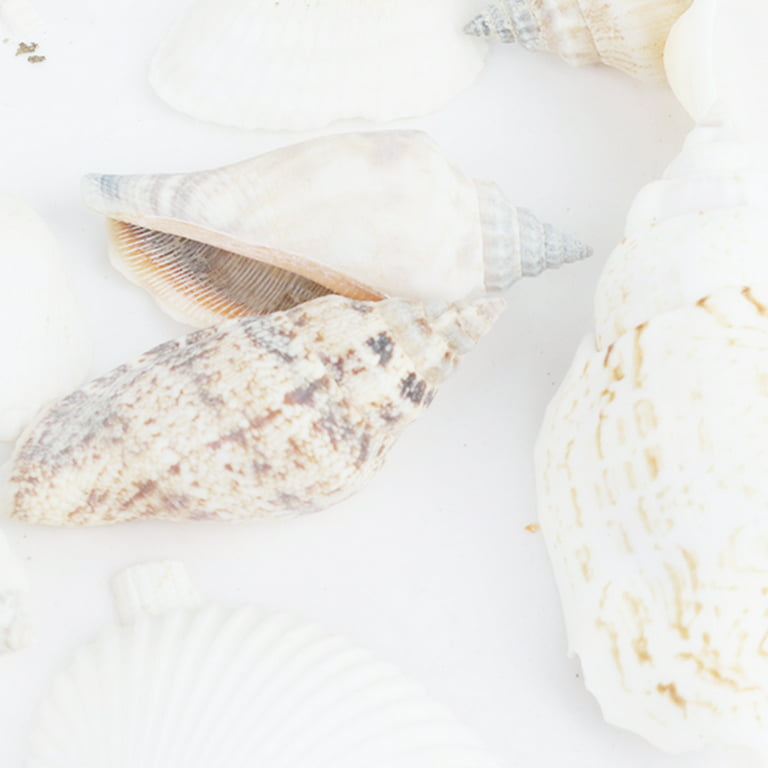Beach Decoration 30pcs Natural Seashell Mix Shells Conch Micro Landscape Decor Fish S2G4 for Garden 100g Aquarium J3d7