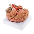 thumbnail image 4 of Modelo de cerebro humano, herramienta educativa anatómicamente precisa, ayuda didáctica de neuroanatomía para de exhibición de psicología e, 4 of 9