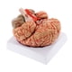 thumbnail image 4 of Modelo de Cerebro Humano, Ayuda Didáctica, Desmontable, Fácil de Usar, de Modelo de Tamaño Natural, Herramienta Educativa para Exhibición., 4 of 9