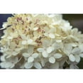 thumbnail image 3 of Bradley, Felicity 18x13 Black Modern Framed Museum Art Print Titled - Hydrangea Delight I, 3 of 5