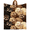 Ferret, variant on Cute Sunflower Highland Cow Blanket Gifts for Women Men Adults,Lightweight Soft Highland Cows Throw Blankets for Sofa Couch Bed Birthday Gift 50x40 Inch