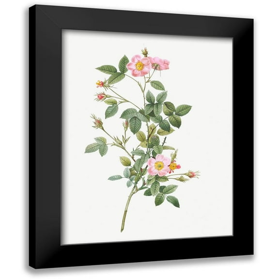 Redoute, Pierre Joseph 12x14 Black Modern Framed Museum Art Print Titled - Pale Pink Pompon Rose, Rosa pomponia flore subsimplici