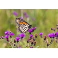 thumbnail image 2 of Day, Richard and Susan 24x17 White Modern Wood Framed Museum Art Print Titled - Monarch on Missouri Ironweed, 2 of 4