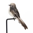 thumbnail image 3 of Mini pájaros falsos, plumas artificiales, musgo, palomas, decoración de jardín y boda, 2 uds. Sincero Electrónica, 3 of 4