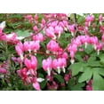 thumbnail image 2 of 10 BLEEDING HEART - PINK Old Fashioned Dicentra Formosa Shade Flower Seeds, 2 of 9