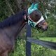 thumbnail image 4 of Máscara de caballo, máscaras para caballos con orejas para caballo azul real, tamaño completo, anteojeras de caballo y capó de oreja de caballo y cubierta de malla negra, azul marino L, 4 of 5