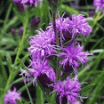 thumbnail image 2 of Everwilde Farms - 1 oz Dwarf Blazing Star Native Wildflower Seeds - Gold Vault Bulk Seed Packet, 2 of 3