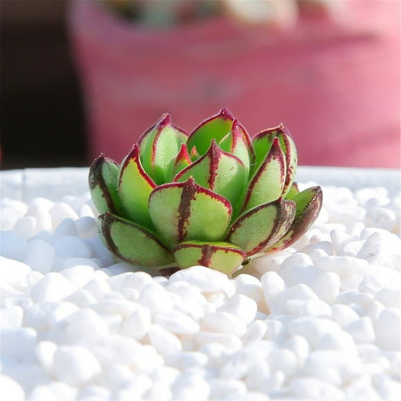 Qixi White Gravel Pebble Stones Vase Fillers Potted Decorative Stone Garden Ornaments White Clearance Sale!
