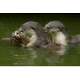 thumbnail image 2 of Fitzharris, Tim 24x17 White Modern Wood Framed Museum Art Print Titled - Asiatic otters-Sabah-Malayasia, 2 of 4