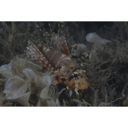 Juvenille lionfish hides in an inshore Fijian weed bed Canvas Art - Terry MooreStocktrek Images (18 x (Best Way To Hide Weed Smell In Room)