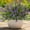 Purple, variant on N&T NIETING 10 Bundles Artificial Plants Outdoor Fake Monkey Grass with Flowers for Pot Garden Verandah Easter Decor for Window Garden Office Patio Hanging Planter Pathway Front Porch (Mix Color 2)
