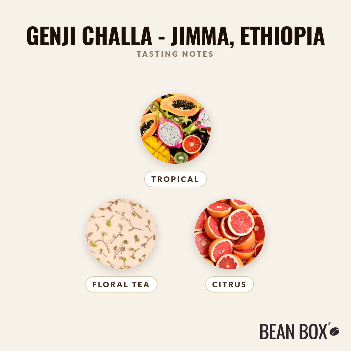 Genji Challa - Jimma, Ethiopia - Roasted by Pavement Coffeehouse - Whole Bean Coffee - 12oz Bag