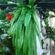 thumbnail image 3 of 4 piezas de plantas artificiales, vides, helechos, vegetación , planta colgante de ratán, plantas de plástico libre para pared, interior Macarena Ratán persa artificial, 3 of 8