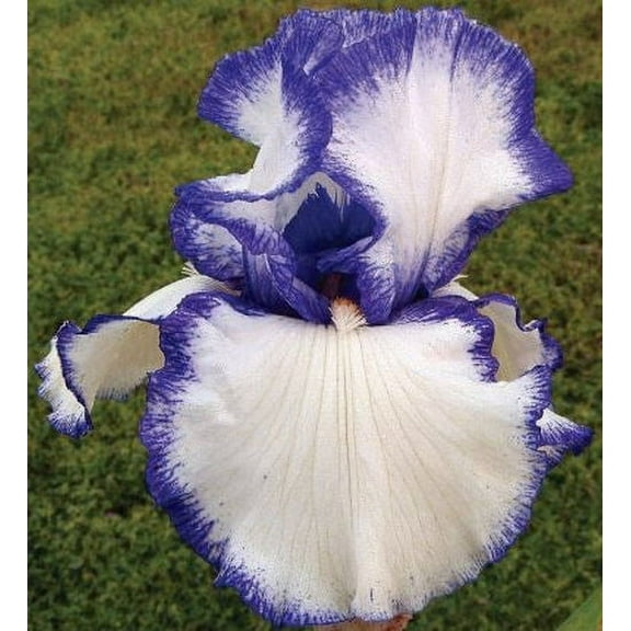 Blue Buddha Farm: Presby's Crown Jewel Bearded Iris - Easy to Grow Outdoor Perennial Plant