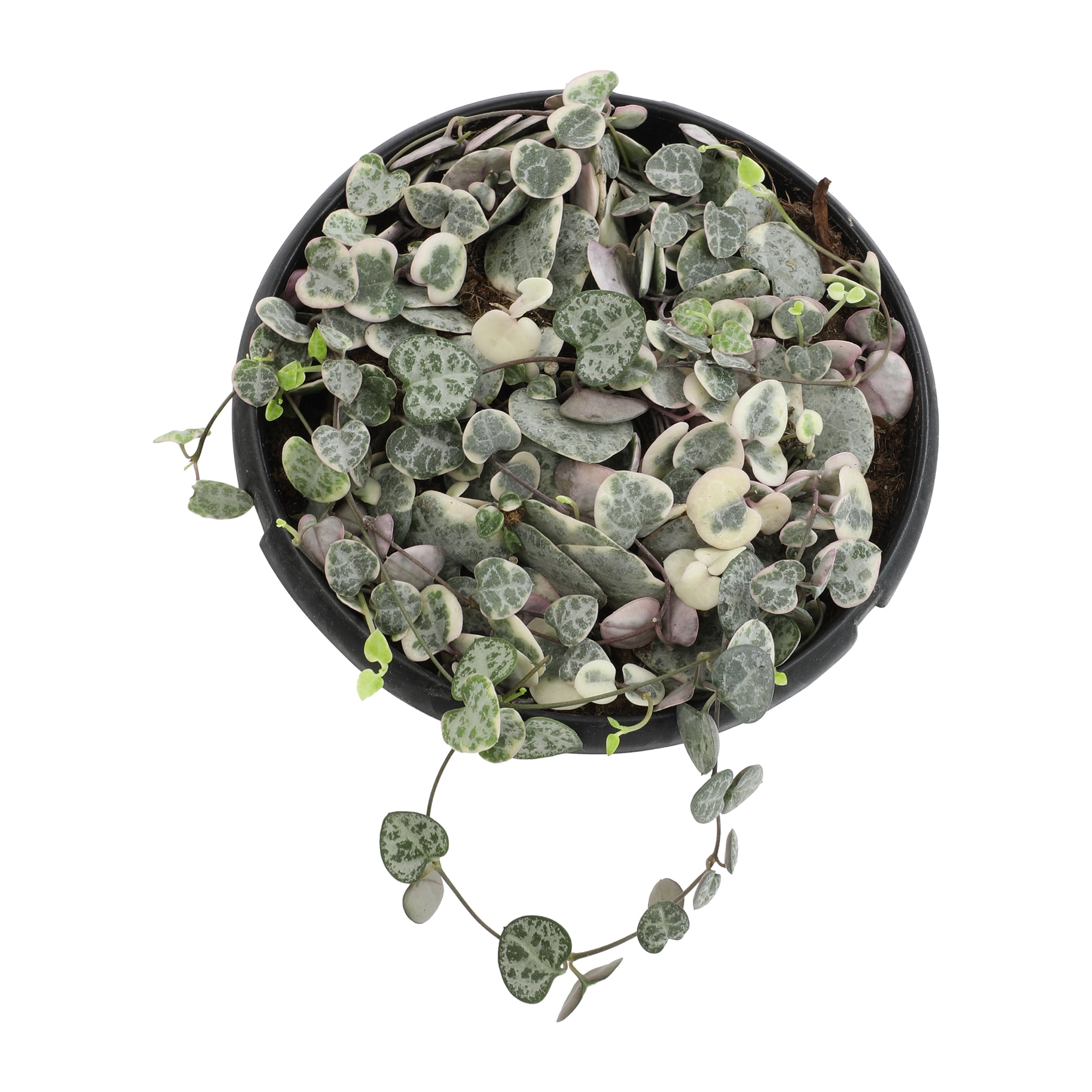 Variegated String of Hearts 6" Hanging Pot | Pet Friendly | Full Sunlight | Element by Altman Plants