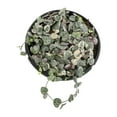 thumbnail image 2 of Variegated String of Hearts 6" Hanging Pot | Pet Friendly | Full Sunlight | Element by Altman Plants, 2 of 8
