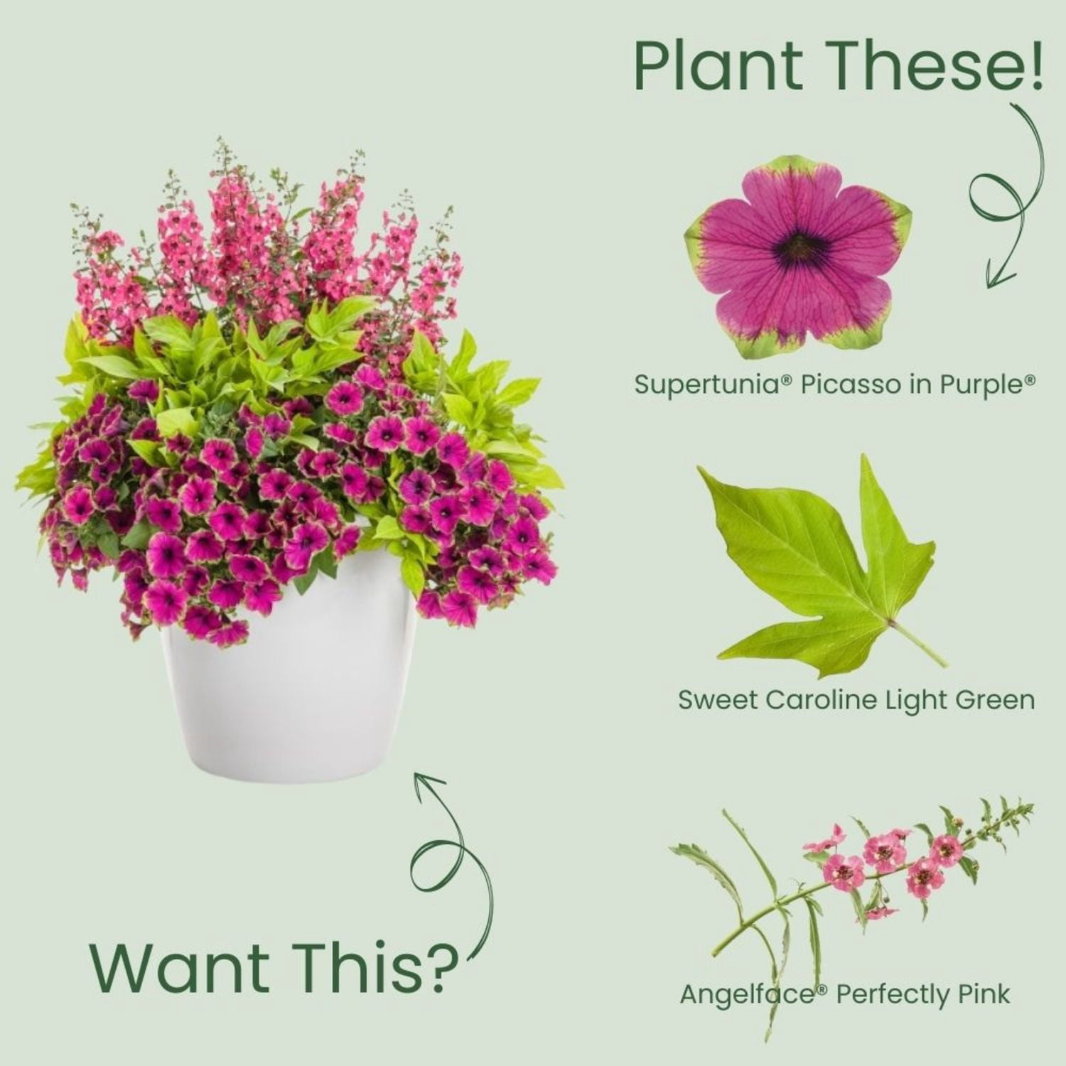 Proven Winners 4" Supertunia Picasso in Purple Petunia Live Plant in 4.25" Pot (4 Count)