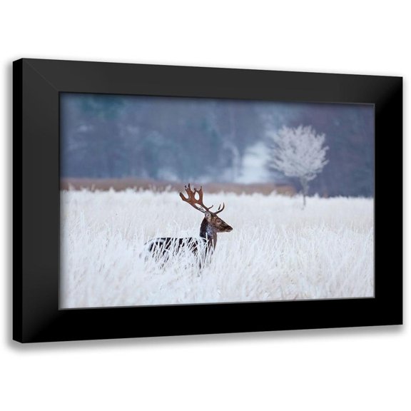 Wallberg, Allan 18x14 Black Modern Framed Museum Art Print Titled - Fallow deer in the frozen winter landscape