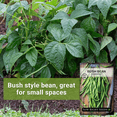 thumbnail image 3 of Contender Green Bean Seeds - Non GMO Heirloom Varieties for your Home Vegetable Garden - 3 Pack, 3 of 5