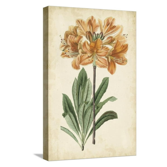 Art.com Botanical Display V Stretched Canvas Print Wall Art by Vision Studio, 12" x 18"