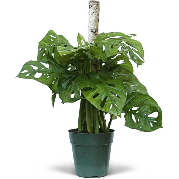 Live Swiss Cheese Monstera Adansonii Totem, Trailing Houseplant, Mom Birthday Gift, Father's Day Gift, Housewarming Gift, Evergreen Potted Plant in 6" Pot