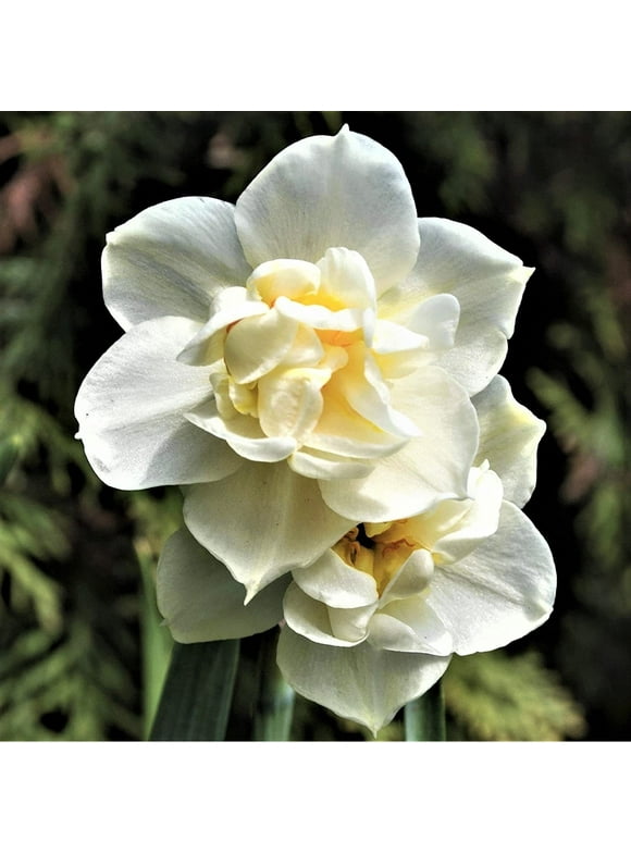 Daffodil Bulbs in Plant Bulbs