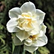 Narcissus Daffodil 'Erlicheer' (10 Pack) Plant Bulbs for Gardening - Fragrant White Double Flowering, Professional Growers from WENZHOU