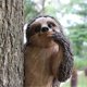 thumbnail image 3 of Garden Peeker Sloth Sculptures Lovely Innovative Simulation Resin Waterproof Lasting Tree Hugger Peeker Statue, 3 of 5