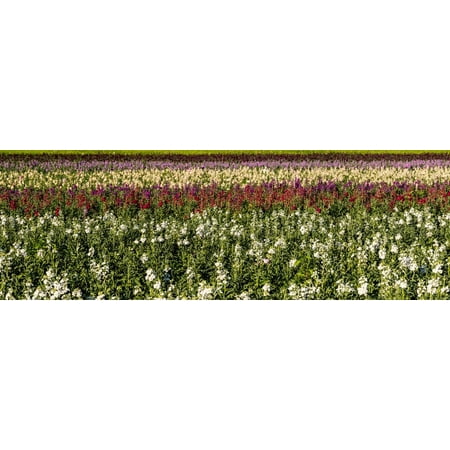 Sweet Pea Wedding Flowers - Sweet pea flowers in a field, Lompoc, Santa Barbara County, California, USA Print Wall Art