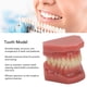 thumbnail image 3 of Modelo de boca dental 28 dientes Modelo de dientes dentales Adultos Simulación de resina de ortodoncia para clínica para dentista ANGGREK Otros, 3 of 8