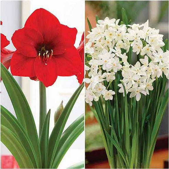 Bloomsz 05967 Economy Collection - Amaryllis Red Lion 3 Pack & Paperwhite 12 Pack