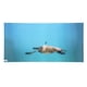 thumbnail image 3 of Póster De Decoración De Peceras, Papel De Fondo De Acuario, PVC De Imagen Clara Inodoro Para Bajo El Agua ANGGREK 61x41cm, 3 of 8