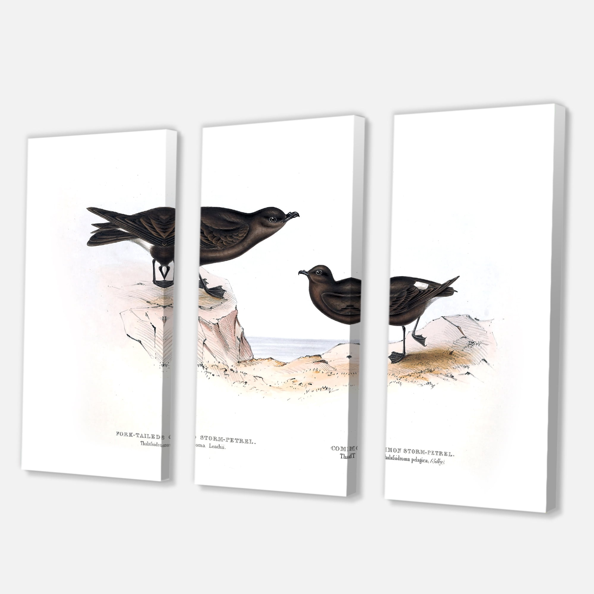 Designart ' Ancient Bird Of Europe III ' Traditional Canvas Wall Art Print