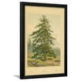 thumbnail image 1 of Larch, Botanical Framed Art Print Wall Art by William Henry James Boot Sold by Art.Com, 1 of 5
