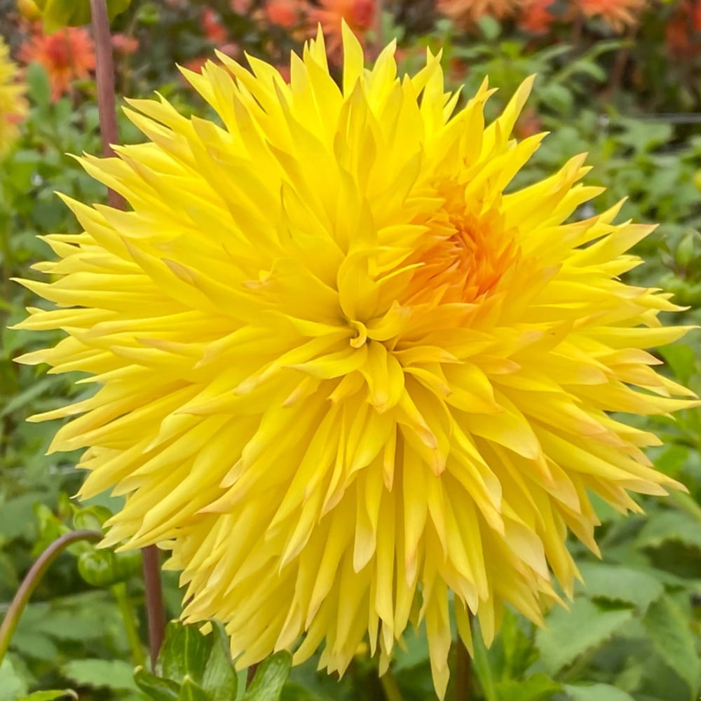 40 Seeds Sassafrass Dahlia Mix Pollinator Friendly Heirloom Flower Seeds for Garden Blooms
