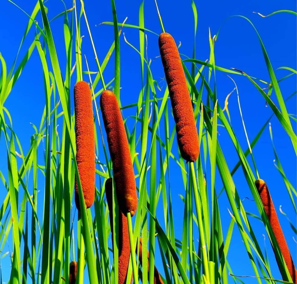 Cattail Seeds for Planting 5 000  Seeds Attractive Aquatic Plant