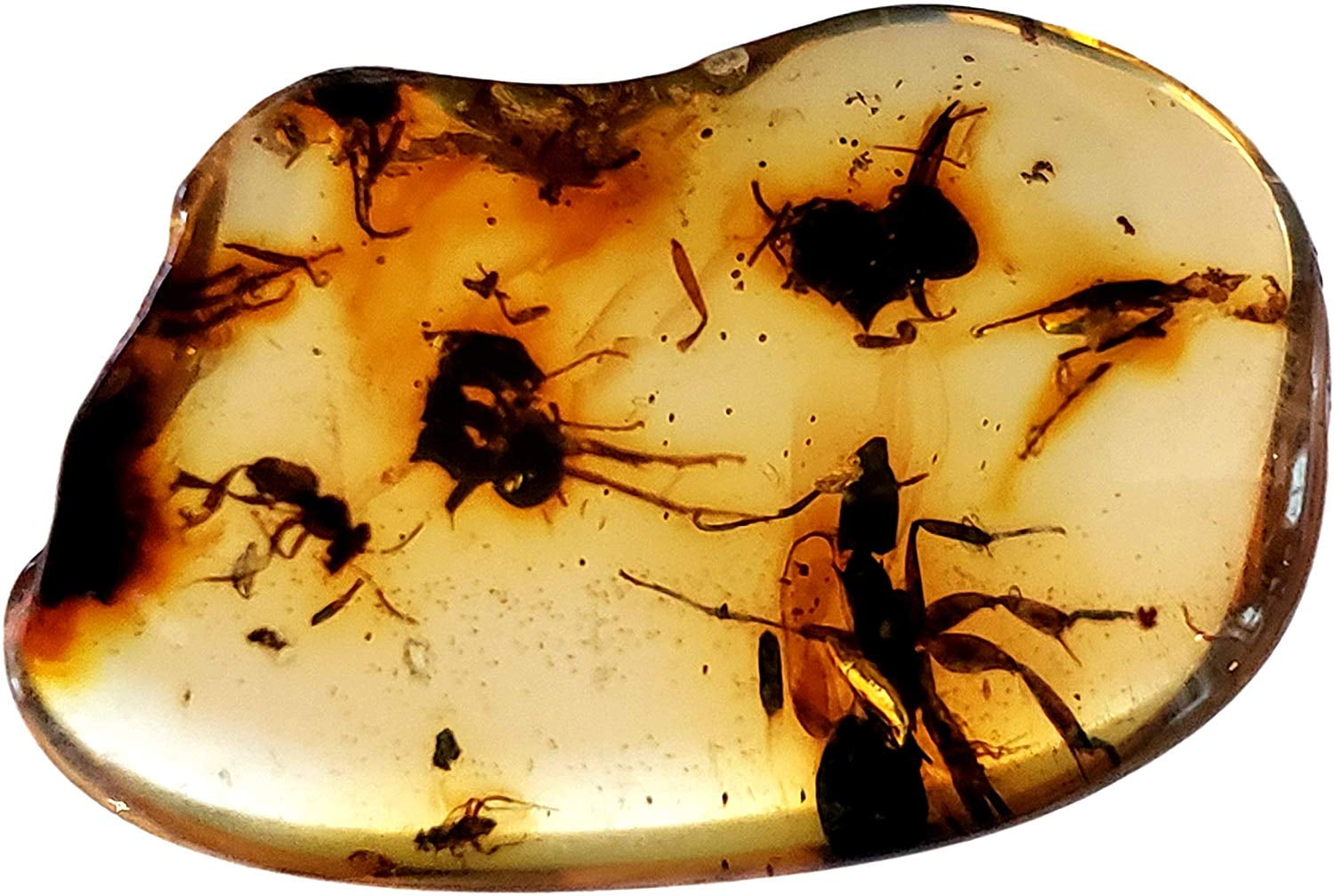Fossilized Tree Resin Amber with Bugs in it