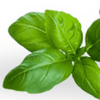 Basil