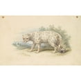 thumbnail image 2 of Charles Hamilton Smith 24x16 Black Ornate Framed Double Matted Museum Art Print Titled: Snow Leopard (1837), 2 of 5