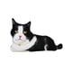 thumbnail image 1 of Muñeco de gato Bewildely juguete de peluche realista almohada para dormir decoración 3D PP Type3 NO3, 1 of 6