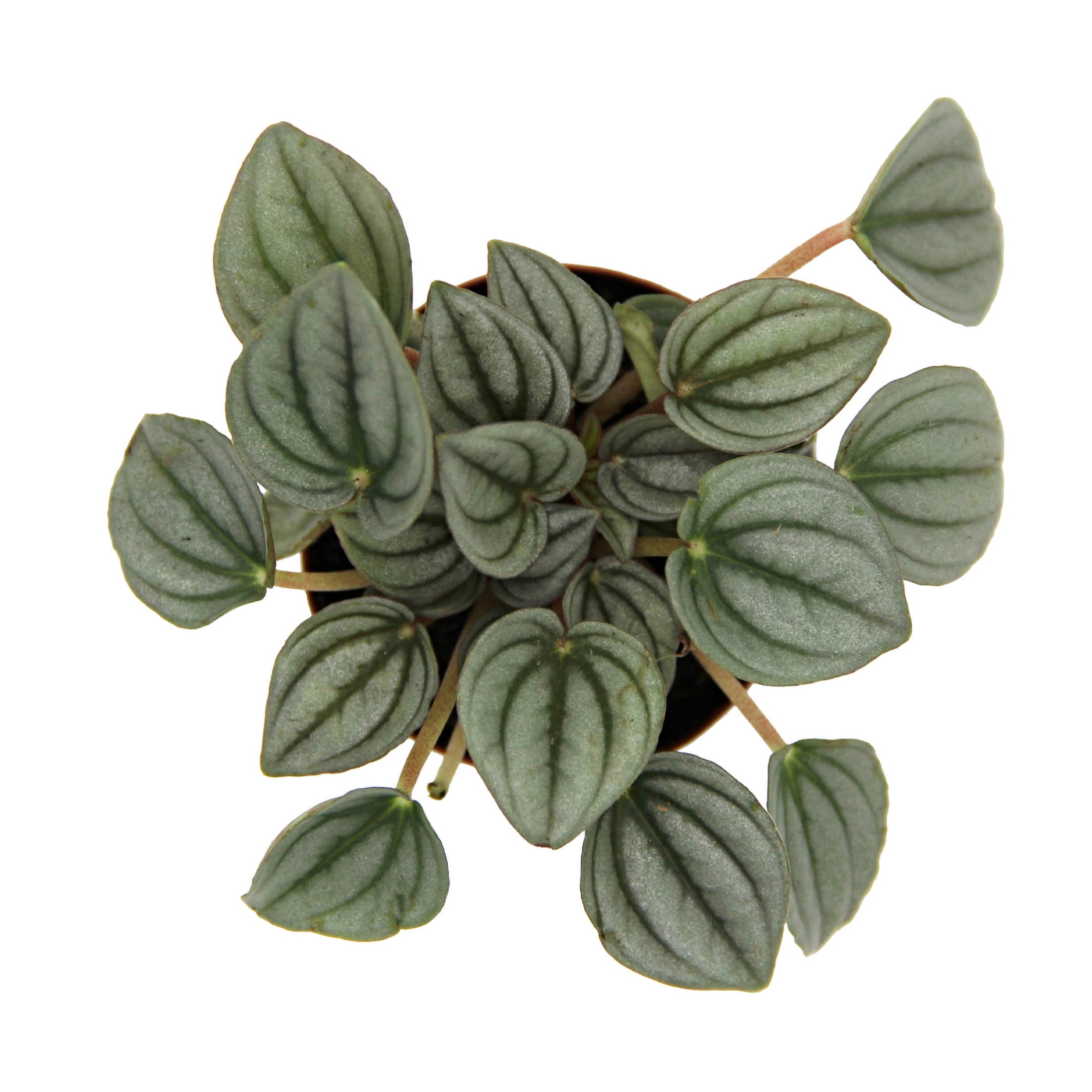 ReptiCulture Assorted Peperomia Tropical 2" 3 pk