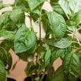 thumbnail image 2 of Large Italian Basil Plant - Pesticide-Free, Outdoor Garden Herb with Pot - Perfect for Pesto & Sauces, 2 of 5